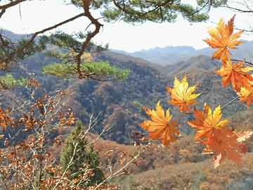 打胎药一般去哪里购买50岁吃打胎药能行吗（50岁打胎危险吗）
